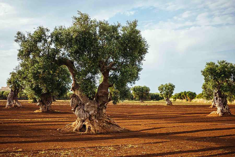 puglia